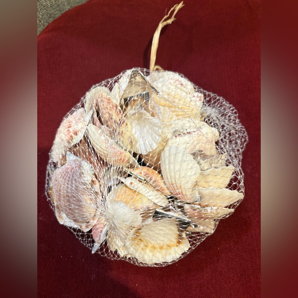 Never open High Quality Seashells/Conch Shells